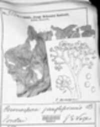 Peronospora ganglioniformis image